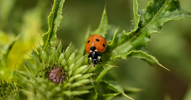 Warum Fotos vom perfekten Erntezeitpunkt oft in die Irre führen