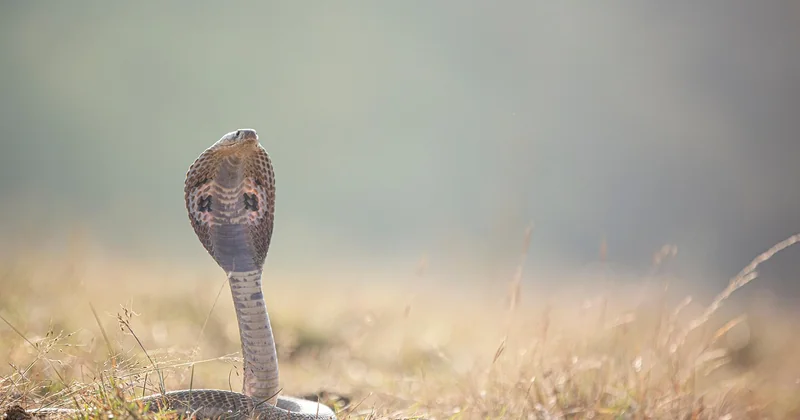 Visum beantragen: die vier gängigen Wege