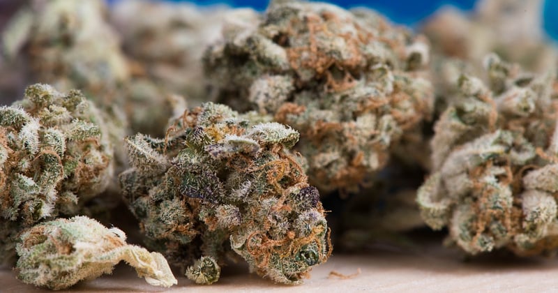 Trichome: Das unsichtbare Geheimnis der Cannabis-Harzdrüsen
