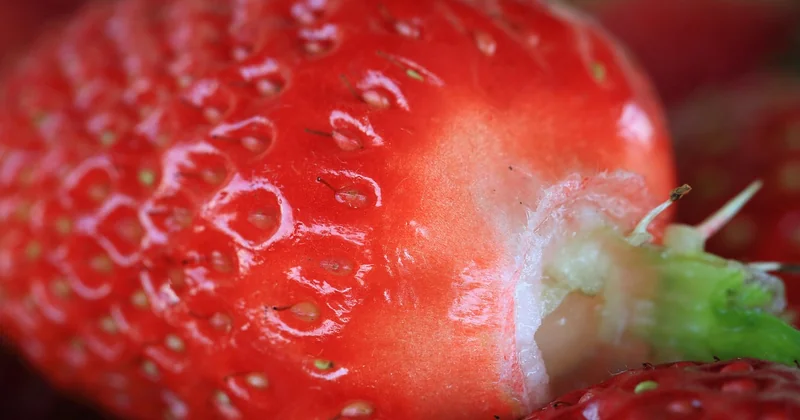 Welcher Joghurt ist fermentiert?