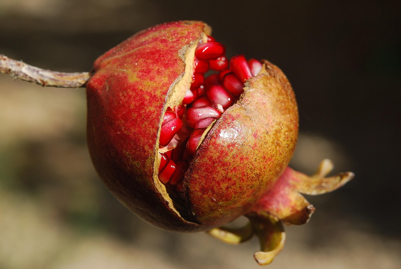 entdecken sie die welt der superfoods: nährstoffreiche lebensmittel für mehr energie, ein starkes immunsystem und ein gesundes wohlbefinden. jetzt tipps, vorteile und leckere rezepte kennenlernen!